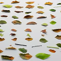Various Colored Plant Leaves With Different Shapes Arranged On White Background