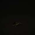 Shiny Dark Brown Aquatic Turtle With Large Carapace Orange Head Markings And Webbed Limbs
