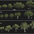 Arbor Collection Featuring Winter Cypress Red Flower Locust Tree Form Albizia And Other Varieties