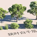Garden Landscape Featuring Narrow leaved Melaleuca Trees And Green Shrubs