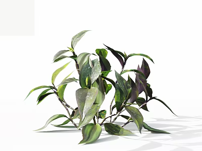 Fresh Green Indoor Plant With Purple Green Leaves And Lush Foliage 3d model