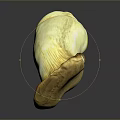 Fresh Brown Cap Mushroom With White Stem On Dark Reflective Background