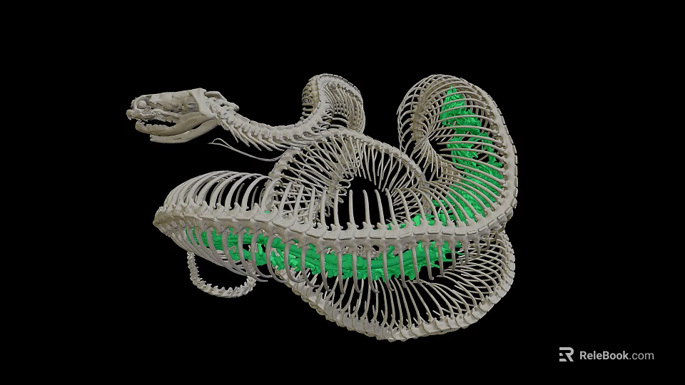 Coiled Snake Skeleton With Green Glowing Interior On Black Background 3d model 