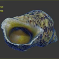 Colorful Sea Snail With Yellow Brown Textured Shell And Shiny Inner Chamber