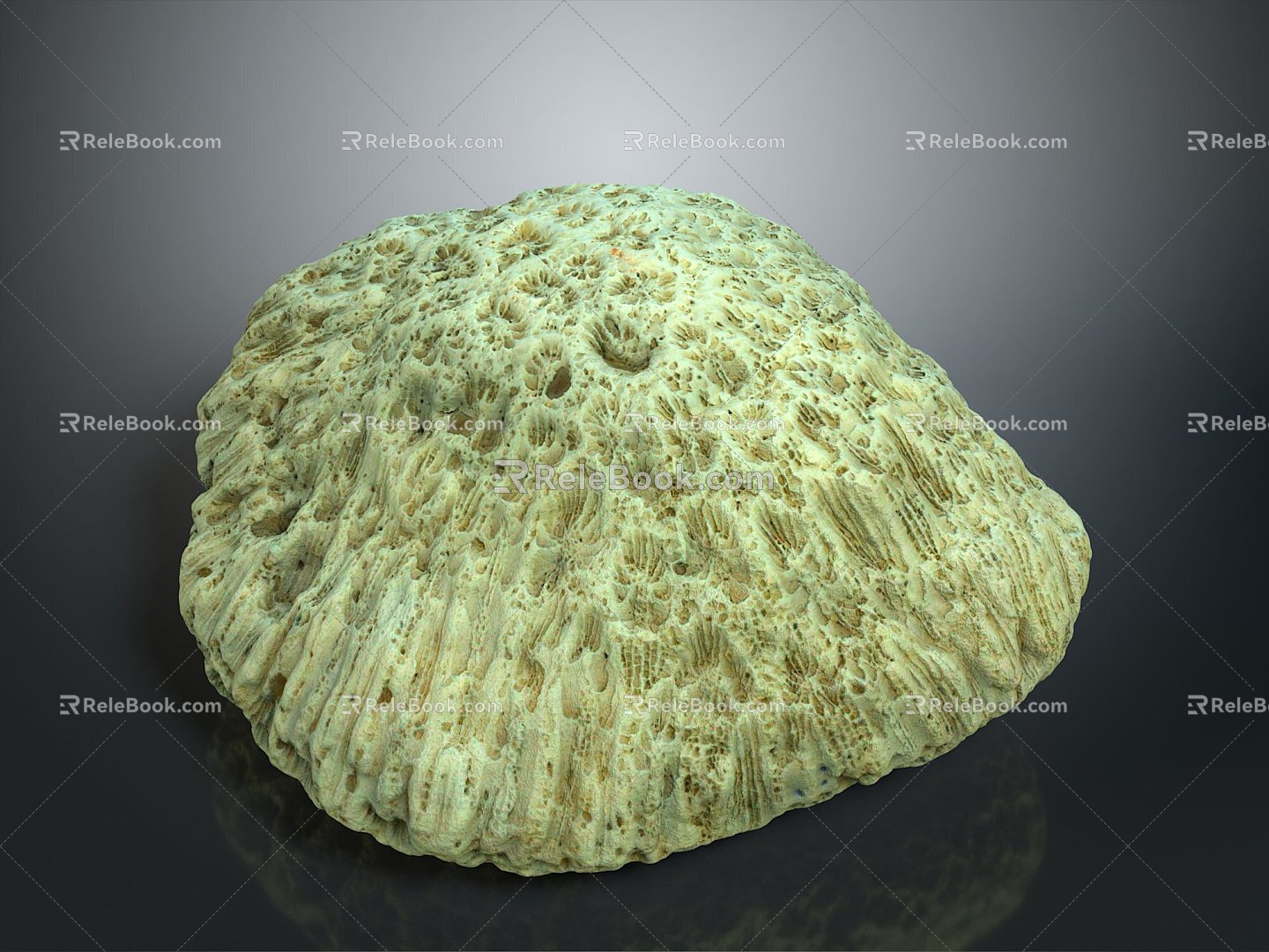 Coral Red Coral White Coral Blue Coral Gold Coral Black Coral Ball Coral Grass Coral Fine Finger Anemone 3d model