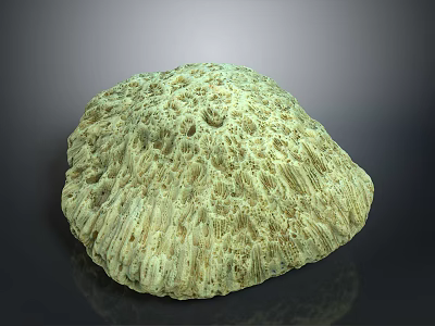 Aquatic Animal Coral With Greenish Yellow Porous Surface And Textured Round Structure 3d model