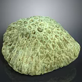 Aquatic Animal Coral With Greenish Yellow Porous Surface And Textured Round Structure