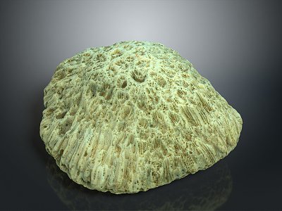 Coral Red Coral White Coral Blue Coral Gold Coral Black Coral Ball Coral Grass Coral Fine Finger Anemone 3d model