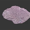 Coral Marine Animal With Intricate Branching Structure In Ocean Habitat