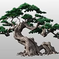 Elegant Arbor With Twisted Trunk Lush Green Pine Foliage And Visible Roots