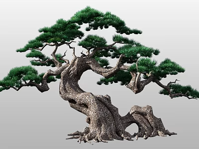 Elegant Arbor With Twisted Trunk Lush Green Pine Foliage And Visible Roots 3d model