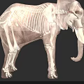 Elephant Skeleton 3D Render With Detailed Scientific Anatomical Bone Structure 3d model