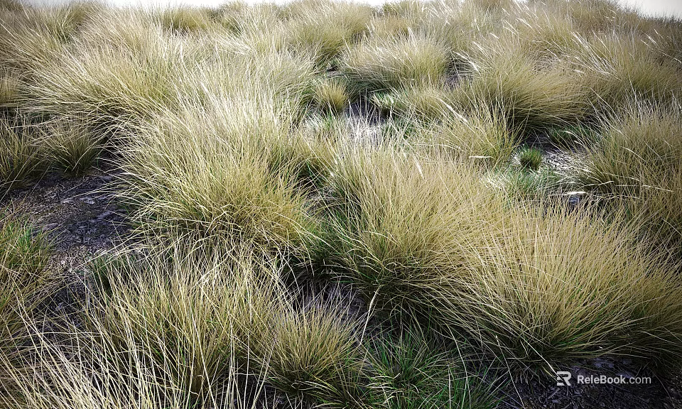Golden Grasses Naturally Growing in Wild Natural Field with Green Undergrowth 3d model 