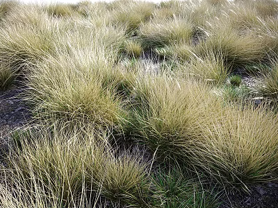 Golden Grasses Naturally Growing in Wild Natural Field with Green Undergrowth 3d model