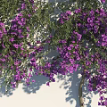 Lush Purple Vines Climbing White Wall With Abundant Purple Flowers And Shadows