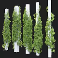Lush Green Vines Climbing On White Pillars With Fresh Leaves