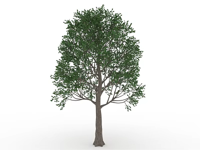 Lush Green Fruit Tree With Fresh Ripe Fruits And Foliage 3d model