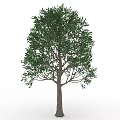 Lush Green Fruit Tree With Fresh Ripe Fruits And Foliage