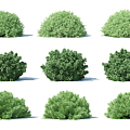 Modern shrubs 3d model