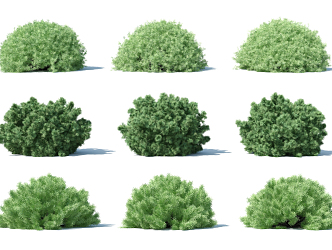 Modern shrubs 3d model