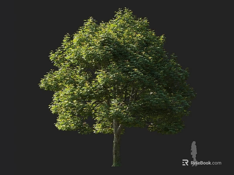 Tall Arbor Tree With Lush Green Foliage Full Canopy And Human Silhouette 3d model 