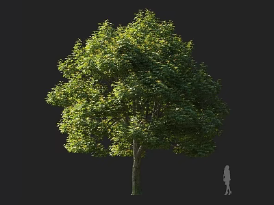 Tall Arbor Tree With Lush Green Foliage Full Canopy And Human Silhouette 3d model