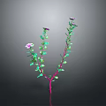 Plant Featuring Two Main Pink Stems Green Leaves Purple Flowers On Gray Background With Reflection