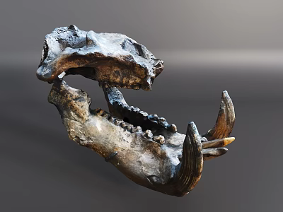 Ancient Fossilized Animal Skull With Sharp Teeth And Horn Structures 3d model
