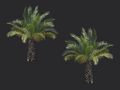 Healthy Palm Trees With Lush Green Fronds And Textured Trunks On Dark Background 3d model