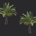 Healthy Palm Trees With Lush Green Fronds And Textured Trunks On Dark Background