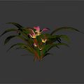 Tropical Indoor Plant With Green Leaves Pink Stripes And Pink Flowers