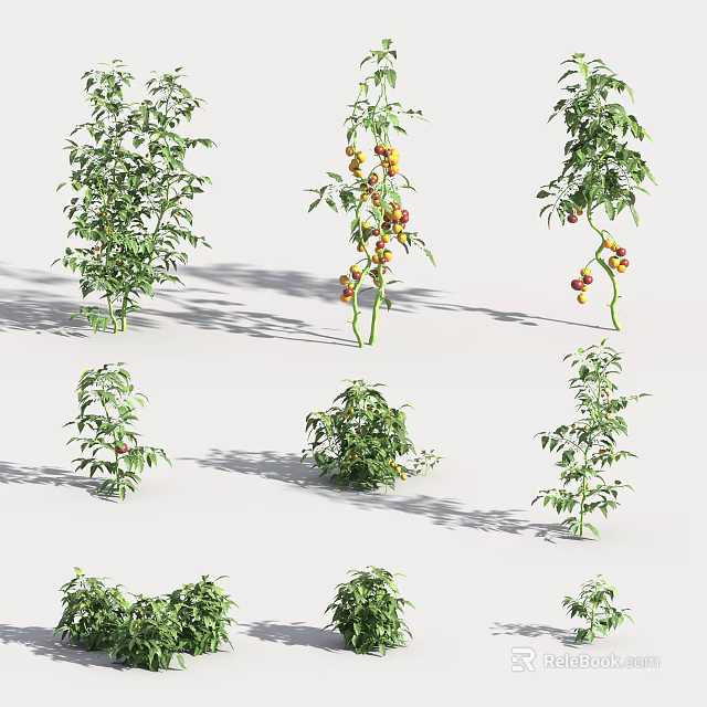 Healthy Vegetable Plants Growing with Red and Yellow Ripe Fruits in Garden 3d model 