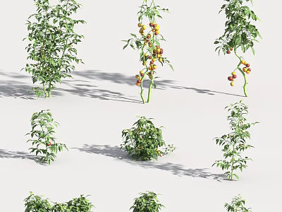 Healthy Vegetable Plants Growing with Red and Yellow Ripe Fruits in Garden 3d model