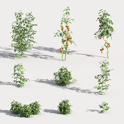 Healthy Vegetable Plants Growing with Red and Yellow Ripe Fruits in Garden 3d model