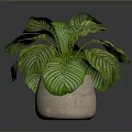 Lush Indoor Plant with Green and White Striped Leaves in Light Ceramic Pot for Home Decor