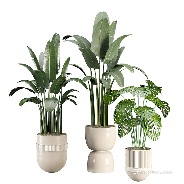 Indoor Decorative Potted Plants With Green Leaves In White Ceramic Pots 3d model 