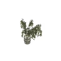 Natural Decorative Ornament Arrangement With Olive Branch And Clear Glass Vase