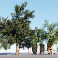 Natural Plant Combination With Various Trees Shrubs And Decorative Stones