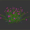 Vibrant Purple and White Flowering Plant with Green Stems Leaves against Dark Background