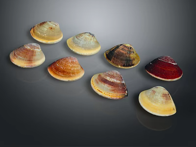 Colorful Mollusk Shells Displaying Various Patterns And Natural Textures On Dark Surface 3d model