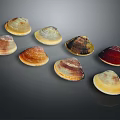 Colorful Mollusk Shells Displaying Various Patterns And Natural Textures On Dark Surface
