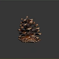 Close Up View Of Brown Pine Cone With Detailed Scales On Blue Background