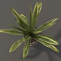 Potted Plant With Green And Yellow Striped Leaves In White Pot On Saucer