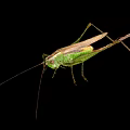 Green Grasshopper With Long Antennae And Slender Legs On Black Background