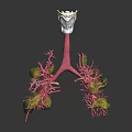 Human Lung Organ Anatomical 3D Model with Bronchial Tree and Pulmonary Tissues