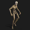 Game Movie Character 3D Model With Slender Body Transparent Skin Skeletal Structure And Visible Organs