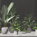 Indoor Potted Green Plants With Various Leaf Types In Ceramic Pots For Home Decoration