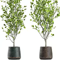 Indoor Bonsai Potted Plants With Green Leaves For Home Decor