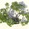 Large Shade Tree With Lush Green Foliage And Two People Near Flower Bed