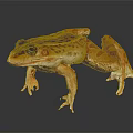 Vibrant Orange And Brown Spotted Frog Standing On Shiny Smooth Surface 3d model